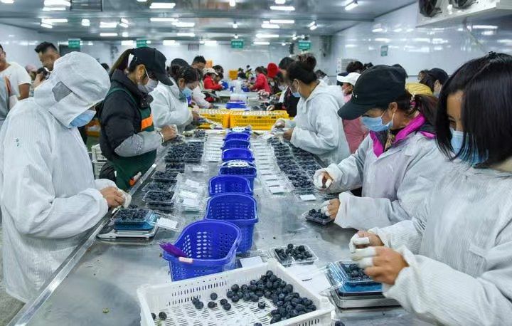 中国新特产”丨新华深读麻将胡了2模拟器解码“(图10)